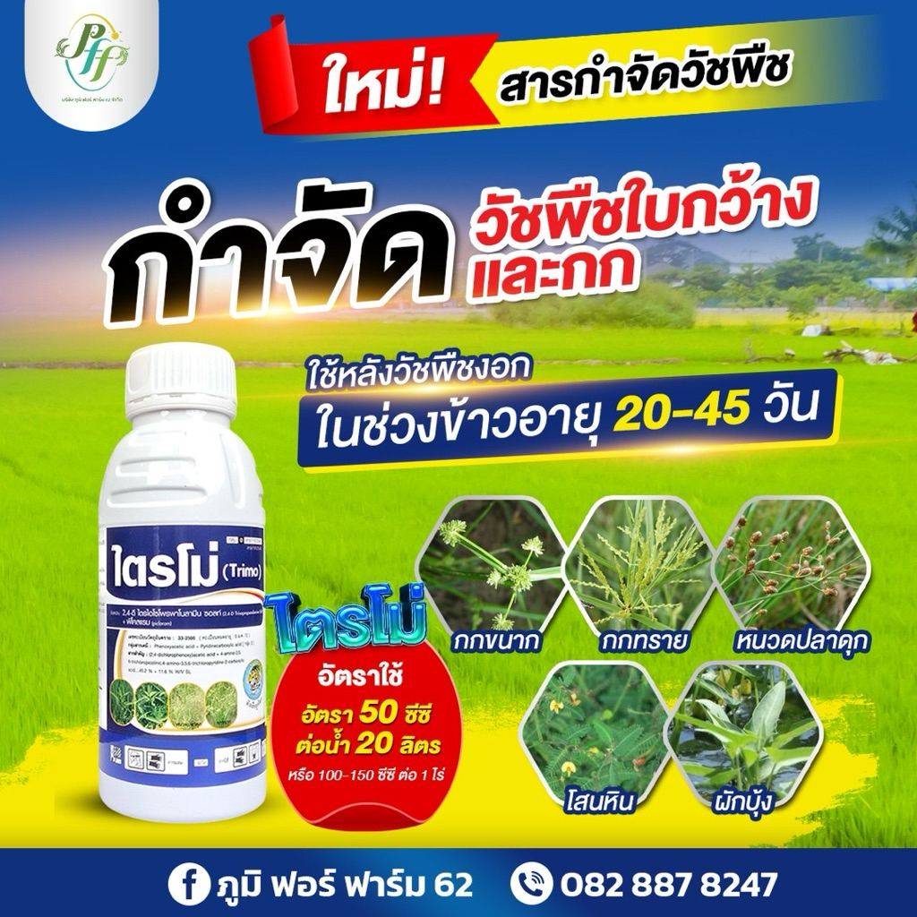 ไตรโม่ 2,4D+พิคลอแรม ขนาด 500 ซีซี หัวเสือ กำจัด หญ้าใบกว้าง แห้วหมู กก ในข้าว อ้อย ข้าวโพด - รูปที่ 2