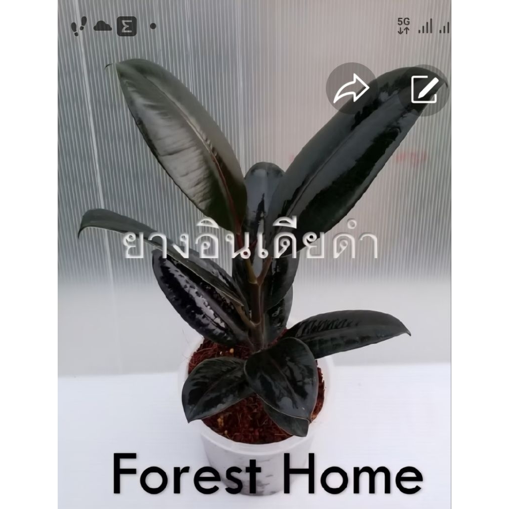 ต้นยางอินเดียด่างสามกษัตริย์#ด่างชมพู#ยางดำ#ไม้ฟอกอากาศ#สูงประมาณ30-40 ซม. - รูปที่ 6