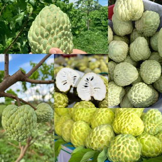 ‼️ น้อยหน่าเพชรปากช่อง ❣️ไซต์3-4ลูกโล เก็บสดจากสวน ห่อกันกระแทกทุกลูก❣️เครมได้📌จัดส่งแบบดิบ