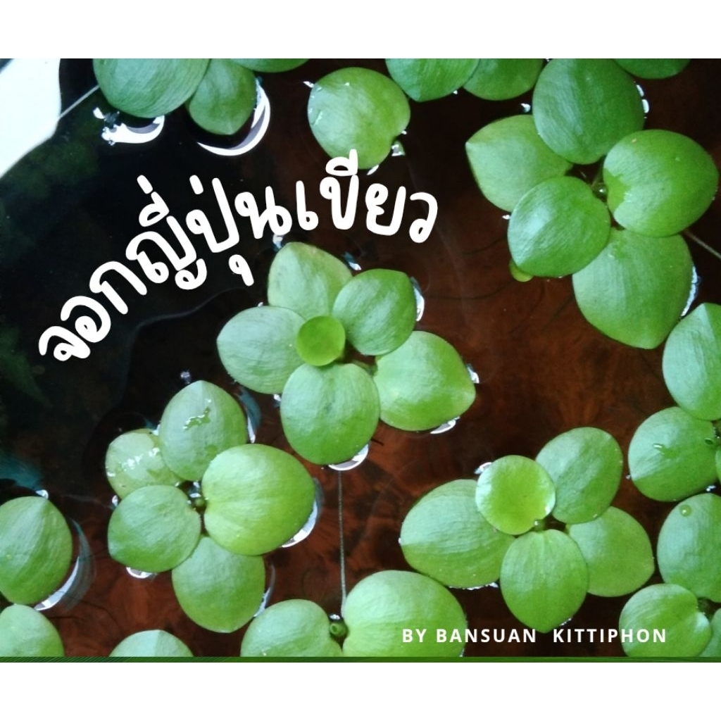 จอกญี่ปุ่นเขียวคัดดอกสวยๆดอกละ8บาท