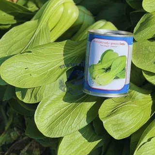 ตราลูกโลก เมล็ดผักกาดกวางตุ้ง ฮ่องเต้ โชกุนPakchoi เมล็ดพันธุ์ผัก ผักสวนครัว ผักซอง 2กรัม