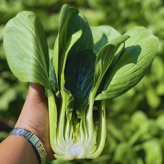 ตราลูกโลก เมล็ดผักกาดกวางตุ้ง ฮ่องเต้ โชกุนPakchoi เมล็ดพันธุ์ผัก ผักสวนครัว ผักซอง 2กรัม