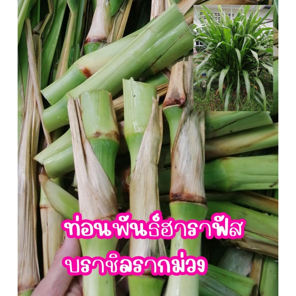 ท่อนพันธ์ฮาราฟัสบราชิล​ 30​ปลูกง่าย