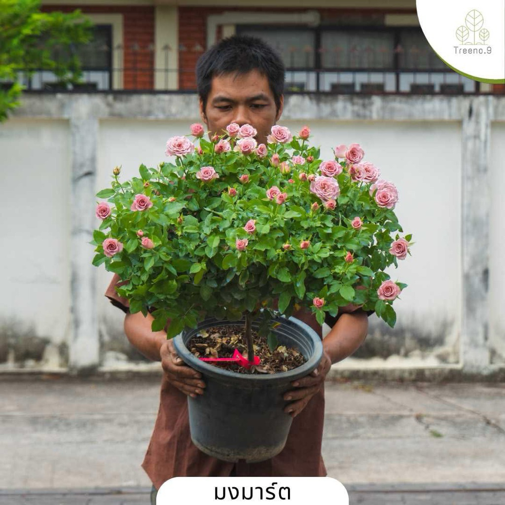 รวมดอกกุหลาบสายพันธุ์ต่างประเทศ (Rose) กระถาง 12 นิ้ว 60-70 ซม.
