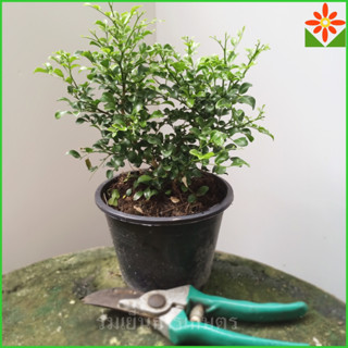 ต้นแก้วแคระ พวงมณี กระถาง 6นิ้ว ต้นแก้วพวงมณี ต้นแก้ว