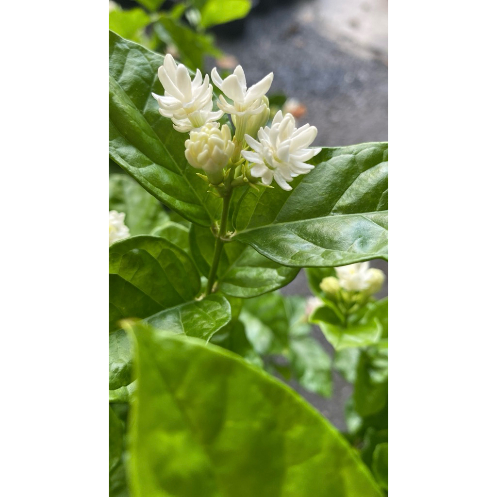 มะลิฉัตรพิกุล ดอกชั้นๆ สีขาว ดอกหอม จัดส่งทั้งกระถาง 6 นิ้ว Jasminum sambac ไม้พุ่มกึ่งเลื้อย
