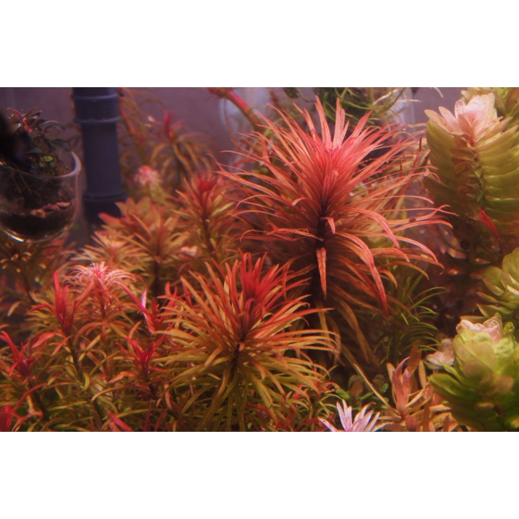 Ludwigia Meta    3 กิ่ง 120