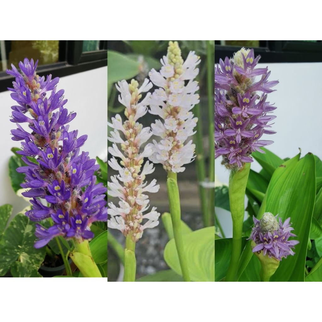 ต้นไม้น้ำ​ ไม้ดอกไม้ประดับ​ ต้นพิคารี่​ สีชมพู​ สีม่วง​ สีขาว​ ส่งทั้งกระถางขนาด6นิ้วการส่งอาจต้องตัดใบออกบางส่วน