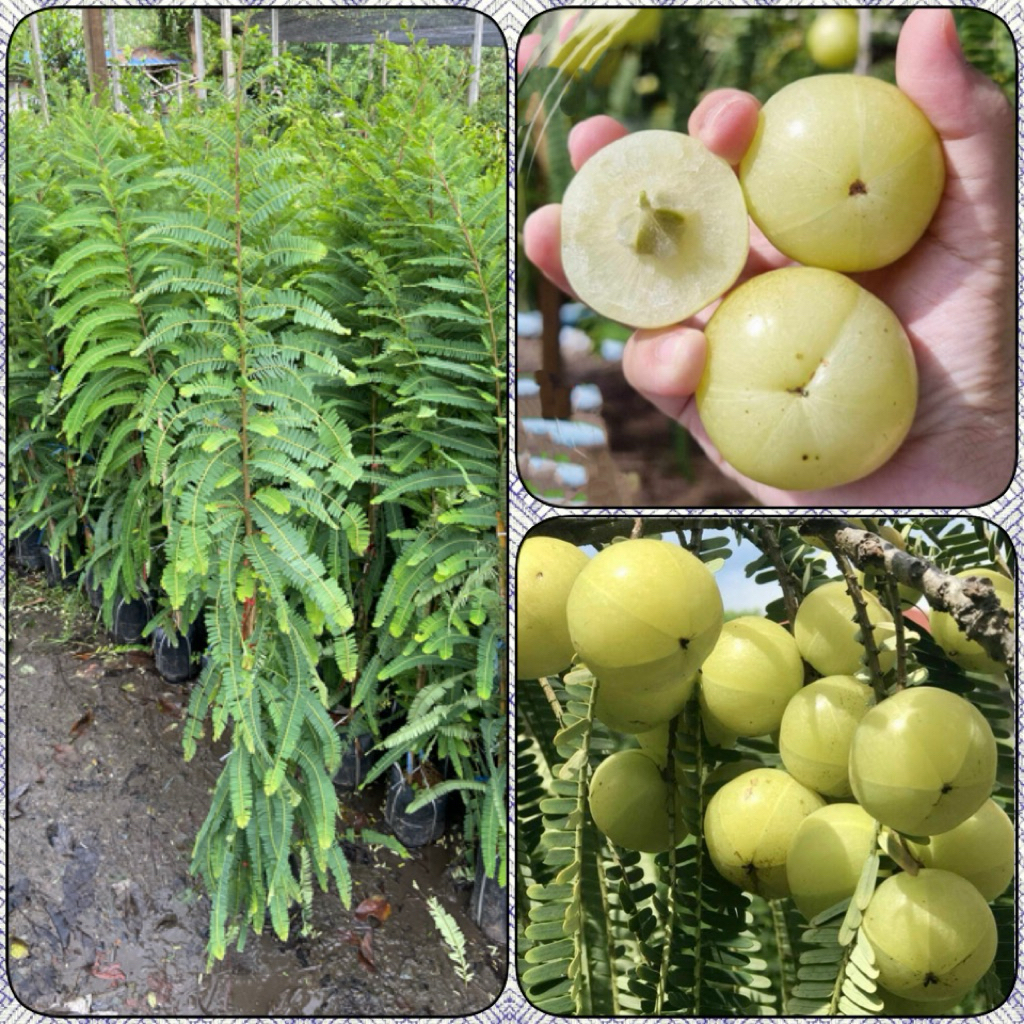 ต้นมะขามป้อมยักษ์ ทาบกิ่ง (สูง 100-120cm) ผลใหญ่ ติดผลดกมาก ทนแล้ง รากแน่น พร้อมปลูก