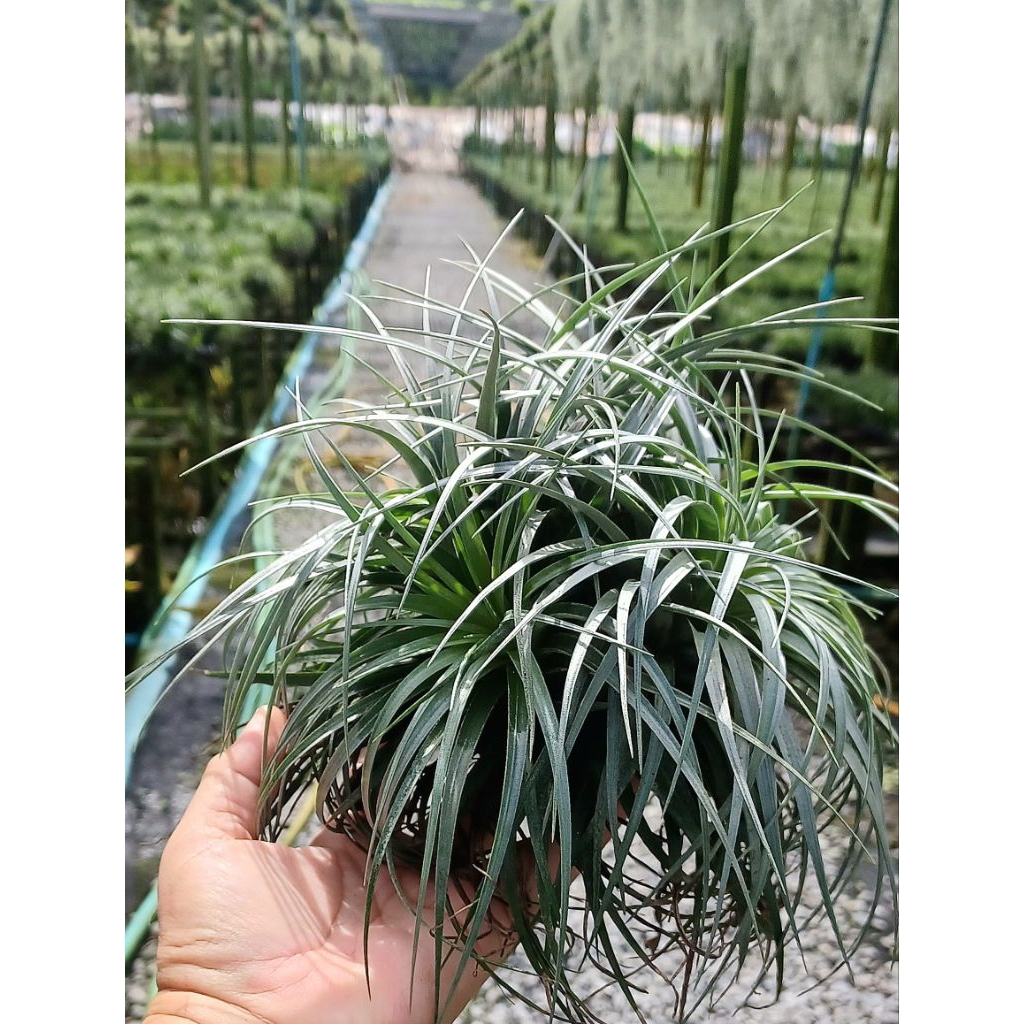 Tillandsia houston clump