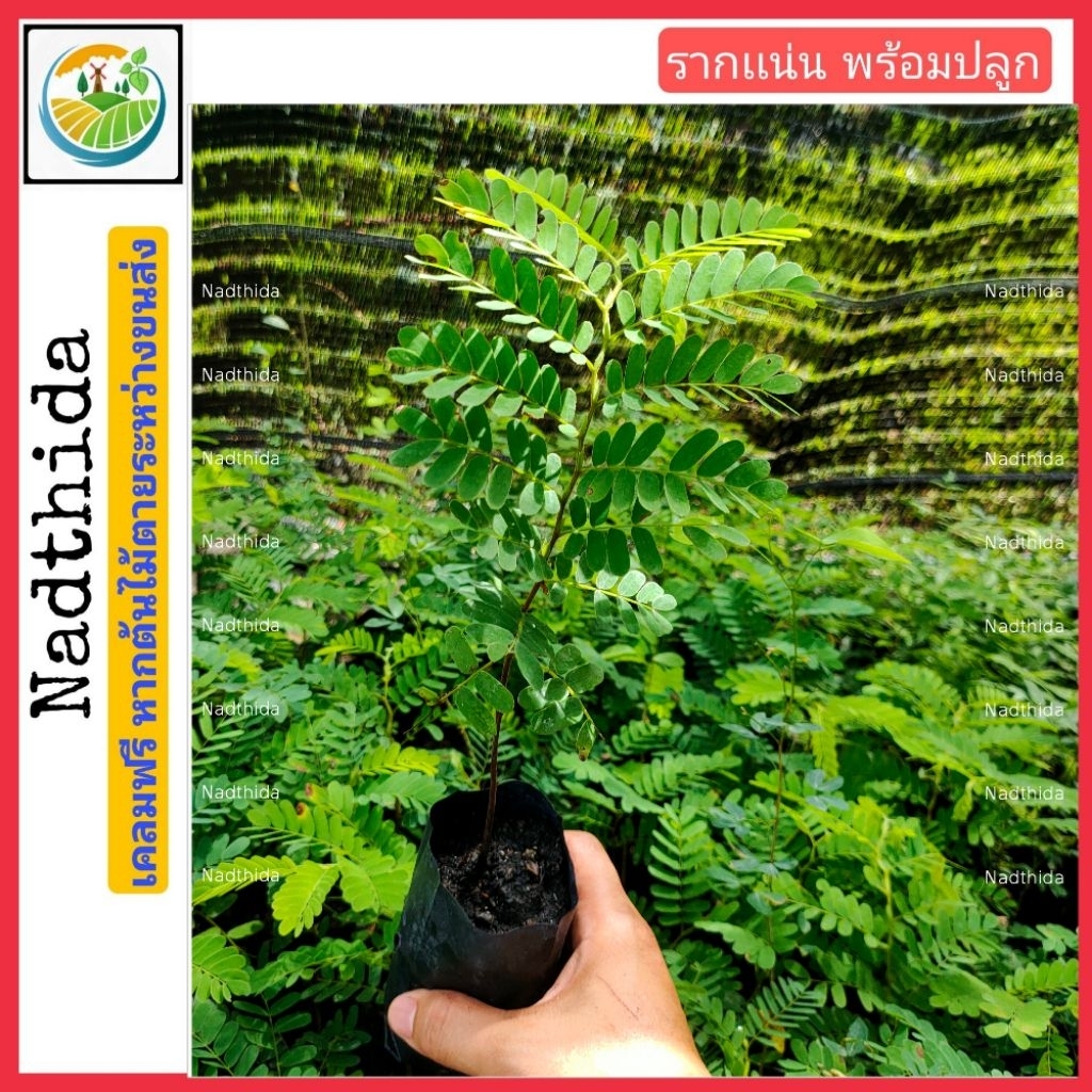 ต้นมะขามเปลี้ยว กล้าไม้พร้อมปลูก มะขามเปรี้ยว เพาะ เมล็ด Nadthida