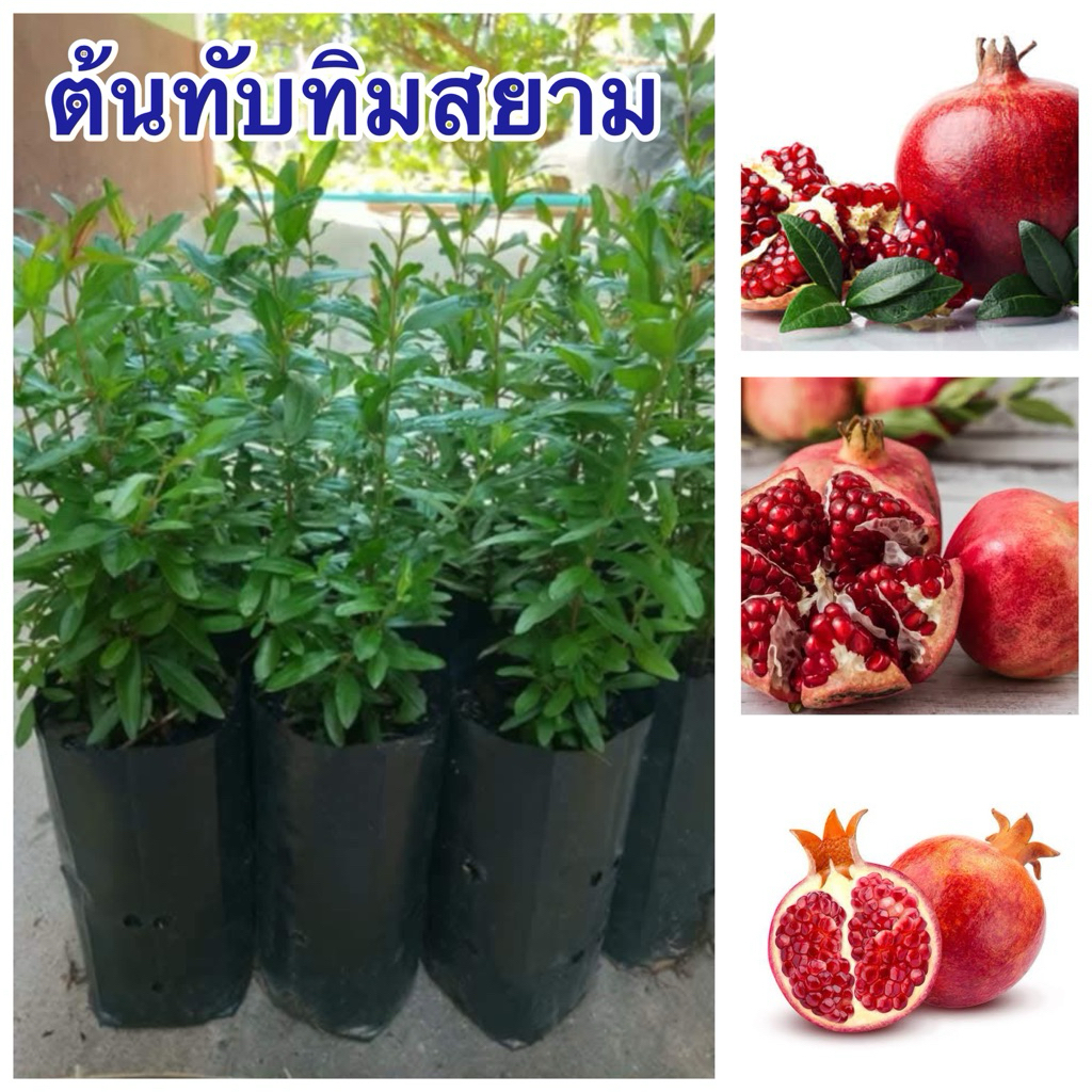 ต้นทับทิมแดงสยามชุด4ถุง80บาทต้นสวยพร้อมปลูก