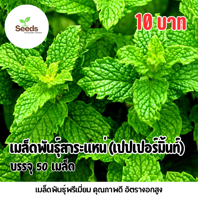 เมล็ดพันธุ์สาระแหน่(เปปเปอร์มิ้นท์) บรรจุ 50 เมล็ด/ซอง