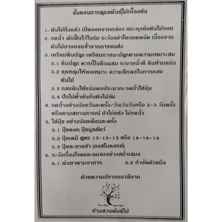 ต้นลิ้นจี่ พันธุ์จักรพรรดิ ต้นกิ่งตอน สูง 80-100 ซม.