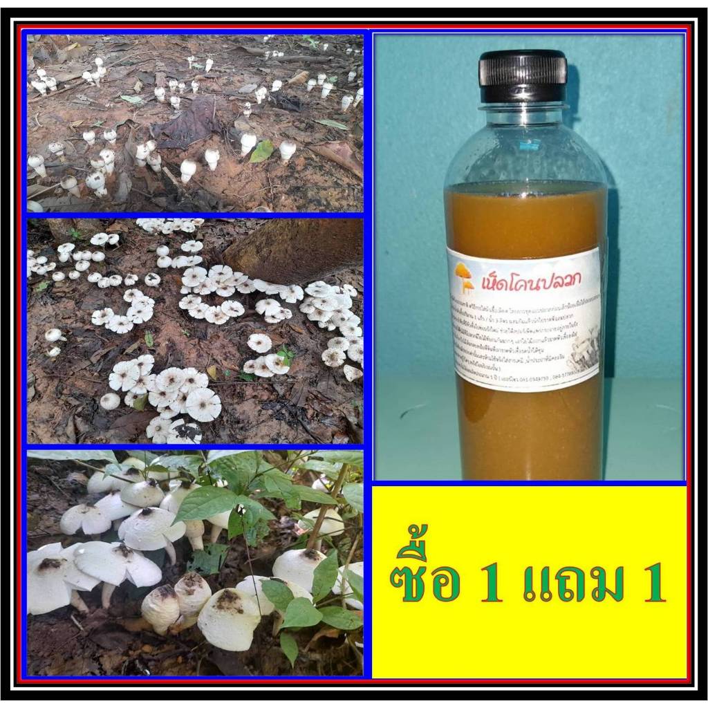 เชื้้อเห็ดโคนปลวก ซื้อ 1 แถม 1 ขวด ขนาด 500 มล.( 2 ขวด) เชื้อเห็ดเข้มข้น