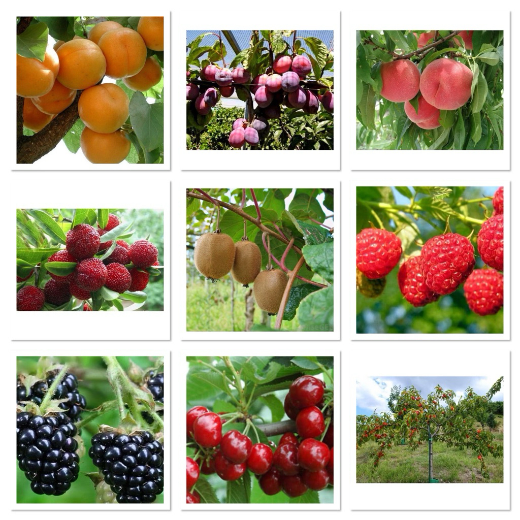 เมล็ดพันธุ์ เชอรี่แดง Cherry / แอปปิคอต Appicot / พลัม Plum / ลูกพีช Peach / ยัมเบอร์รี่ Yummy Berry / กีวี่ Kiwi