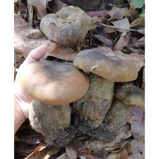 เชื้้อเห็ดตับเต่า ซื้อ 1 แถม 1 ขวด ขนาด 500 มล. เชื้อเห็ดเข้มข้นทุกขวด