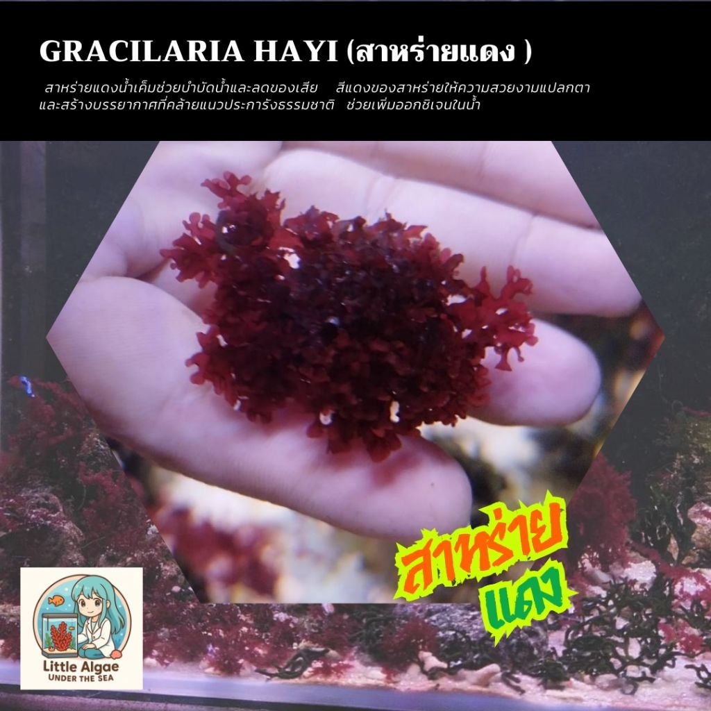 สาหร่ายแดง (Gracilaria Hayi)     #สำหรับตู้ปลาทะเล
