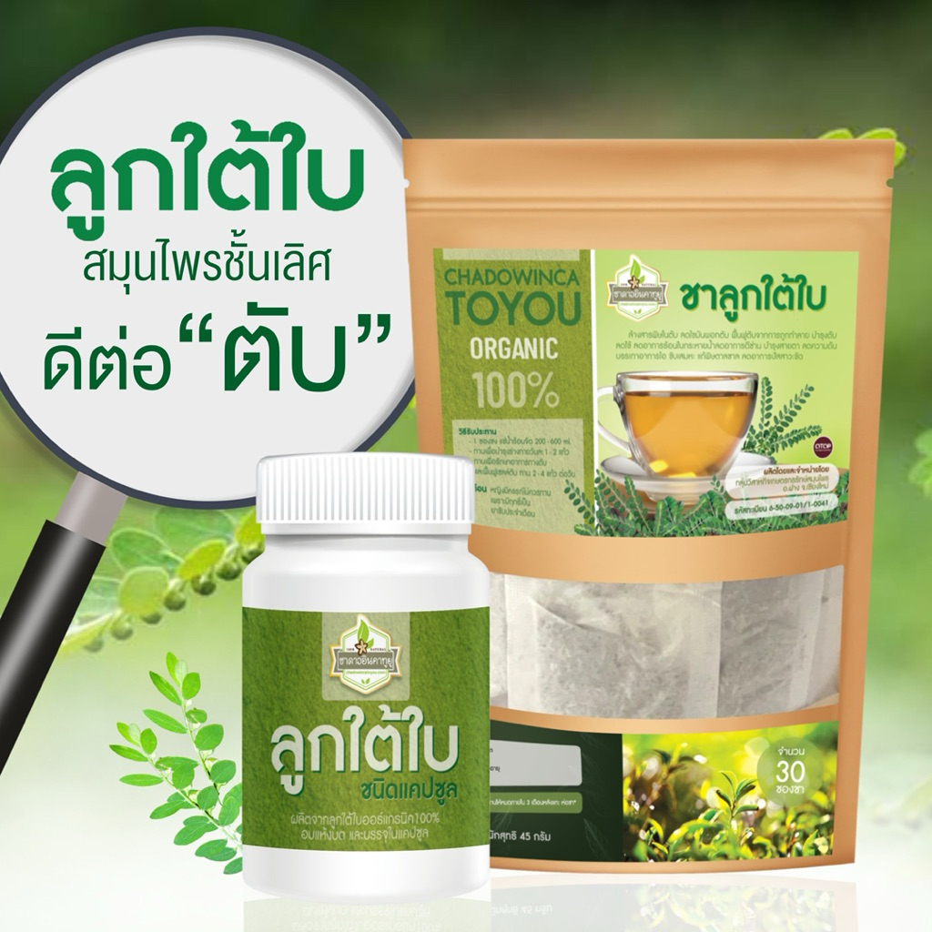 ลูกใต้ใบสมุนไพรบำรุงตับ มีทั้งแบบชาและแบบแคปซูล - รูปที่ 2