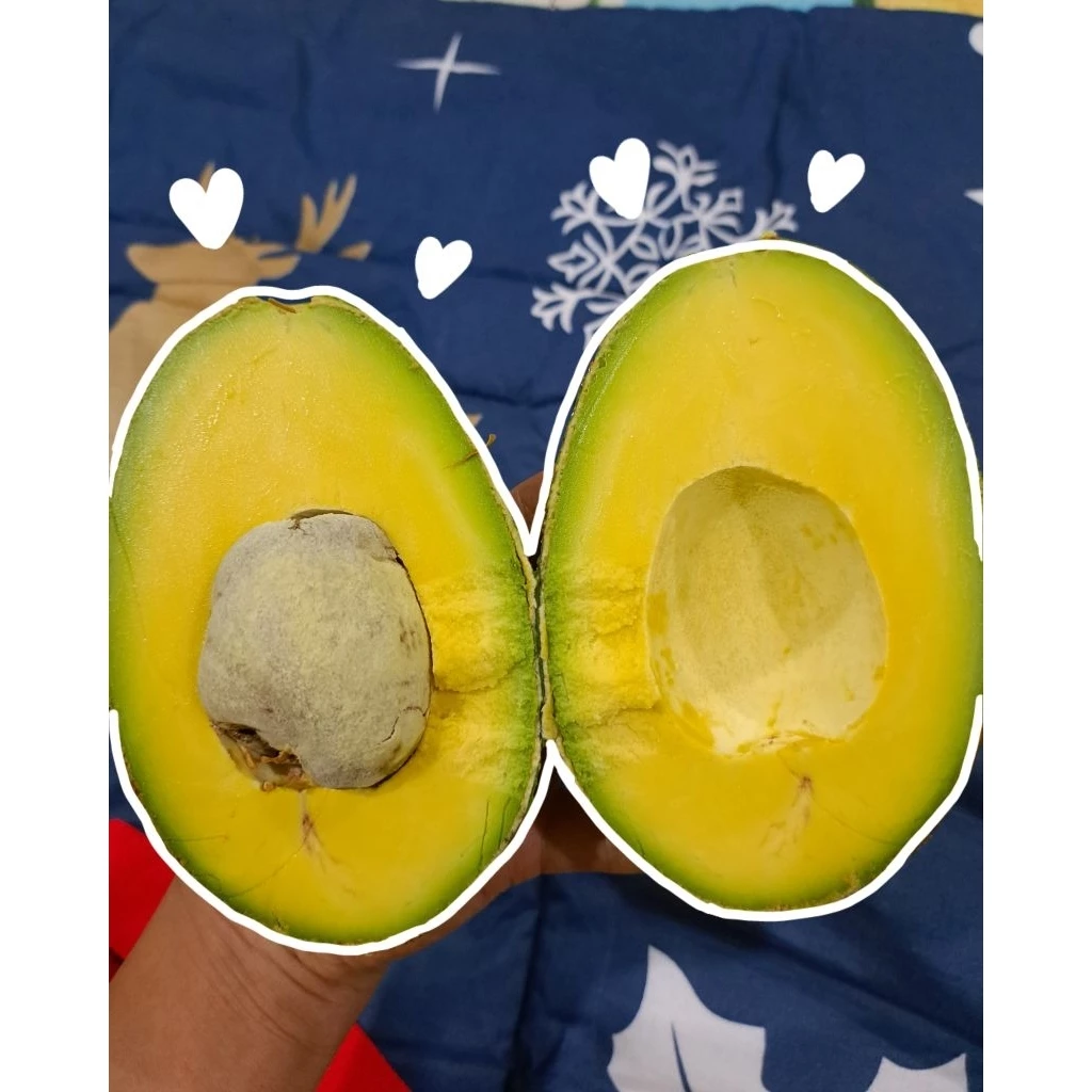 ‼️ส่งฟรี‼️ AVOCADO #บัคคาเนีย 🌈 3โล 170 บาท ✅️เหนียวมันเนยหนึบ