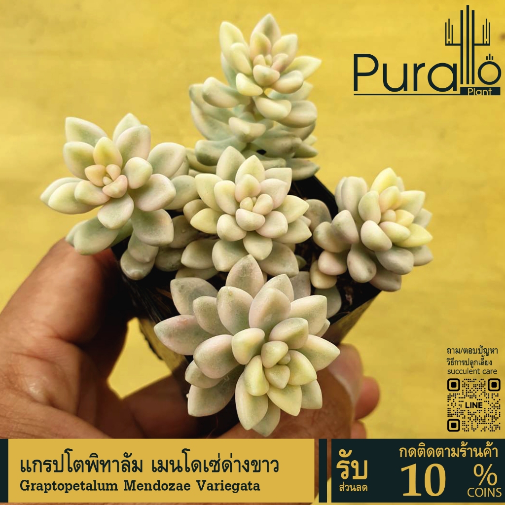 ต้นไม้อวบน้ำ กุหลาบหิน แกร๊ปโตพีทาลัม เมนโดเซ ด่างขาว Graptopetalum Mendozae Variegata #สีชมพู ราคา ถูกที่สุด ดีลบีเคเค