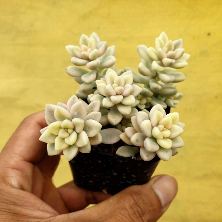 ต้นไม้อวบน้ำ กุหลาบหิน แกร๊ปโตพีทาลัม เมนโดเซ ด่างขาว Graptopetalum Mendozae Variegata #สีชมพู ราคา ถูกที่สุด ดีลบีเคเค แกลเลอรีภาพที่ 8