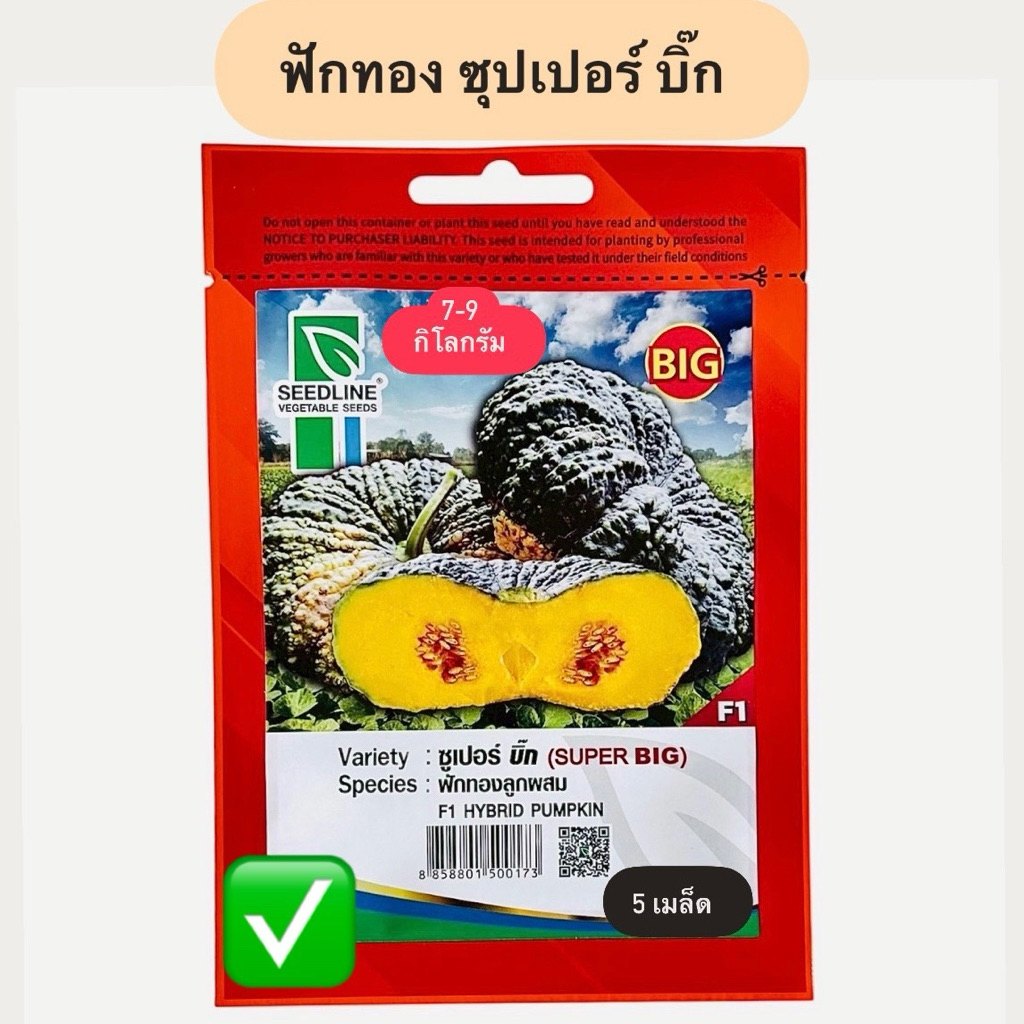 ฟักทอง ซูปเปอร์บิ๊ก ตราซีดไลน์ 7-9 กิโล (5 เมล็ด)
