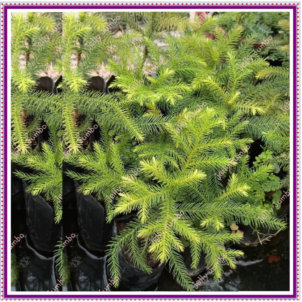 🚛*  ส่งด่วน * 🚛  สนฉัตร ต้นสนฉัตร ไม้มงคล กล้าสนฉัตร สนฉัตรถุง ต้นกล้าสนฉัตร (Norfolk island pines)🌲