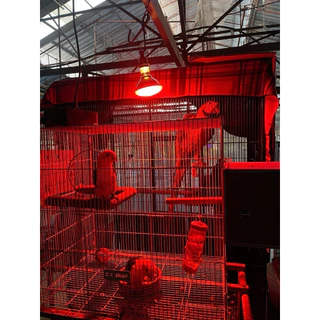 หลอดไฟอินฟาเรด สีแดง/ขาว พร้อมขั้วเซรามิก E27 สาย.1.8m หลอดไฟกกสัตว์ infrared bulb