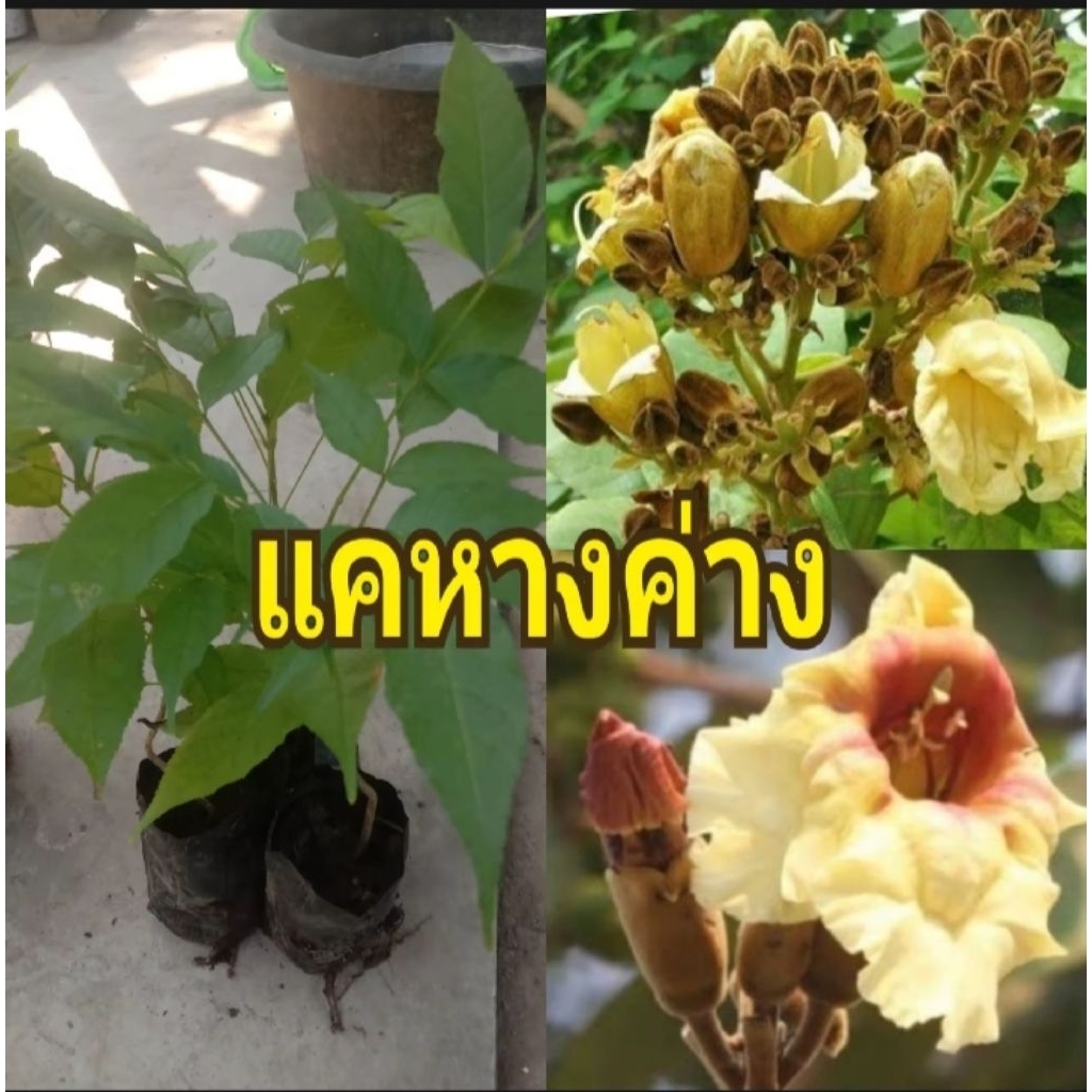แคหางค่าง ต้นเพาะเมล็ด