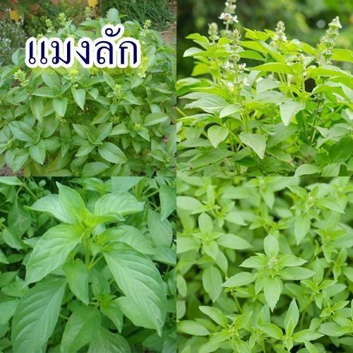 1,900+ เมล็ด เมล็ดแมงลัก (ปลูกง่าย โตไว ใบมีกลิ่นหอมเฉพาะ ปลูกได้ทุกฤดู เป็นผักสวนครัว อายุเก็บเกี่ยว 40-50 วัน)