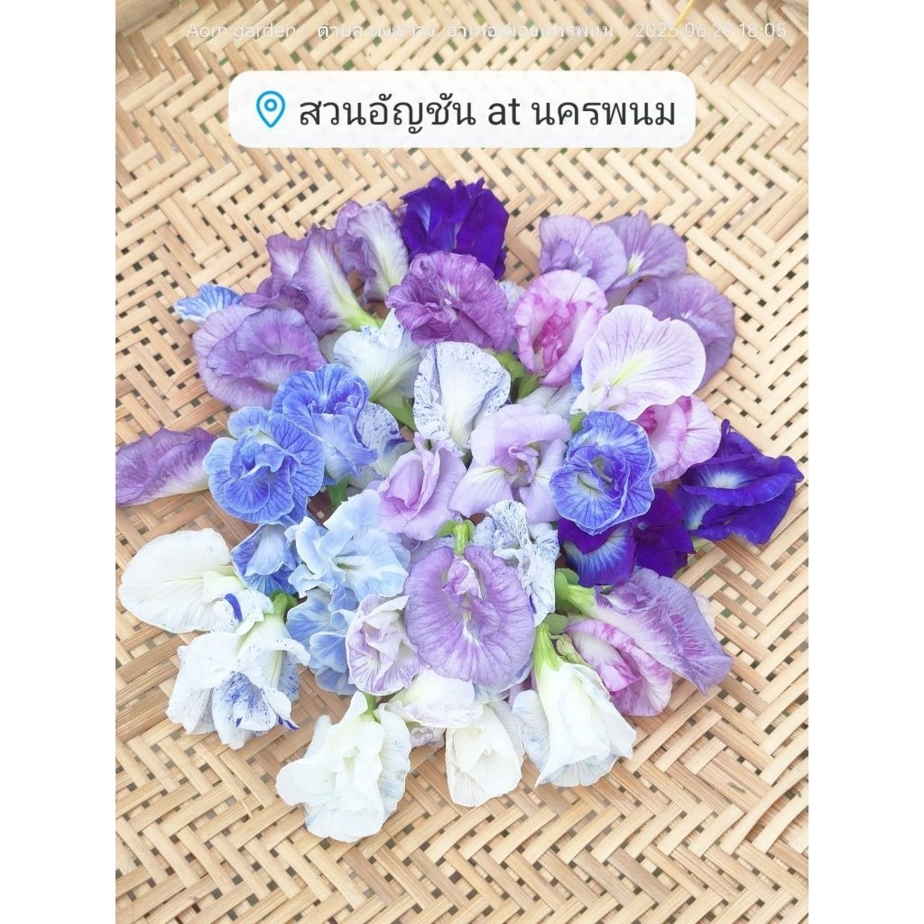 เมล็ดดอกอัญชัน10สีต้นอัญชัน