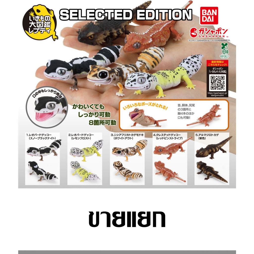 โมเดล Bandai แยก Gashapon Ikimono Encyclopedia African Fat-Tailed Gecko SMOOTH KNOB-TAILED LEOPARD ตุ๊กแก กาชาปอง