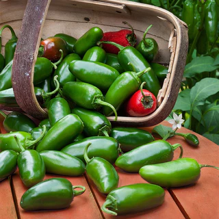 เมล็ดพันธุ์ พริกจาราปิโน่ Jalapeno Pepper Seed บรรจุ 80 เมล็ด คุณภาพดี ของแท้ 100%