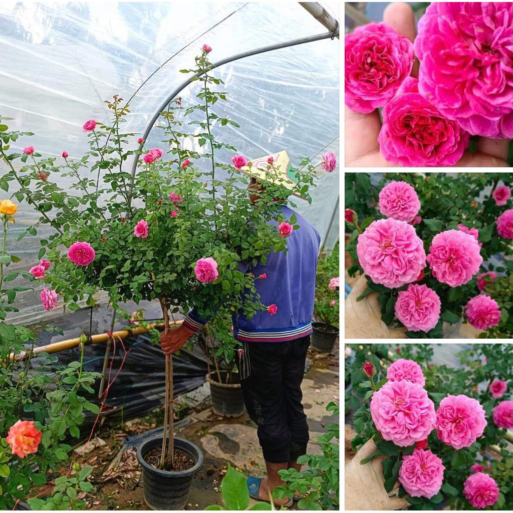 Tree rose:Gabriel Oak งานติด4ตา กระถาง12นิ้ว กลิ่นหอมมาก10/10