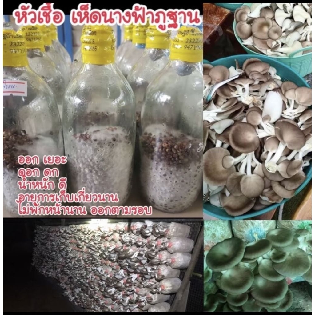 หัวเชื้อเห็ดนางฟ้าภูฐาน3ขวด เจ้าดัง ออกดี ดอก ดก น้ำหนักดี เก็บเกี่ยวนาน