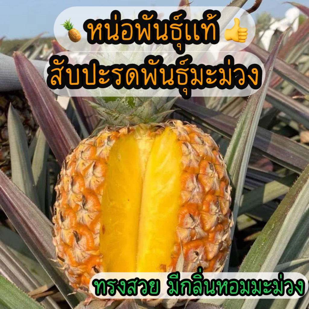 (หน่อพันธุ์)สับปะรดพันธุ์มะม่วง #มีกลิ่นหอมเหมือนมะม่วงหวานกรอบ เนื้อแห้ง #วิธีปลูกอ่านต่อที่รายละเอียดสิ้นค้า