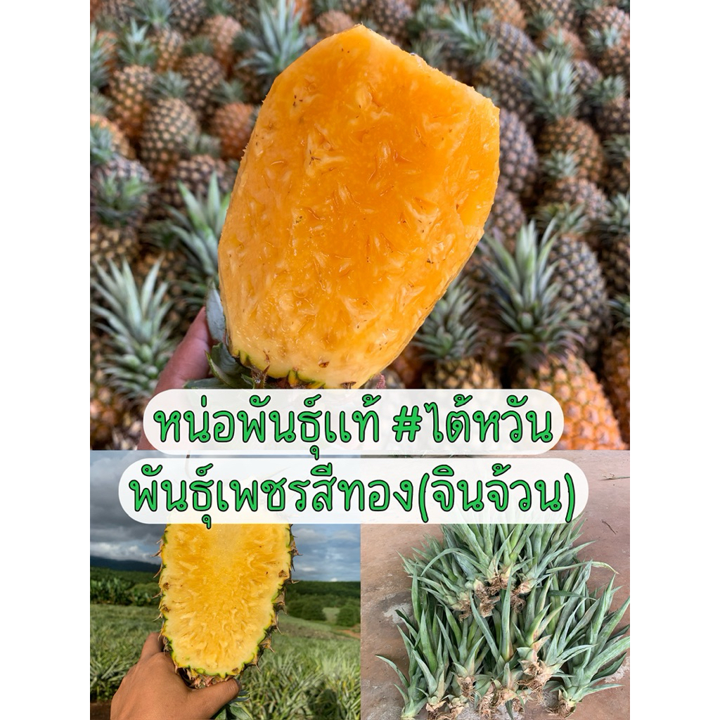 [10หน่อ] สับปะรดไต้หวันพันธุ์เพชรสีทอง(จินจ้วน)#หวานฉ่ำ แกนกรอบ ไม่กัดลิ้น วิธีปลูกอ่านต่อที่รายละเอียดสิ้นค้า
