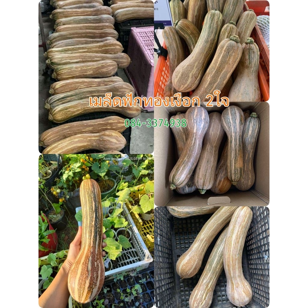 เมล็ดฟักทองเงือก2ใจและอีก4สายพันธุ์