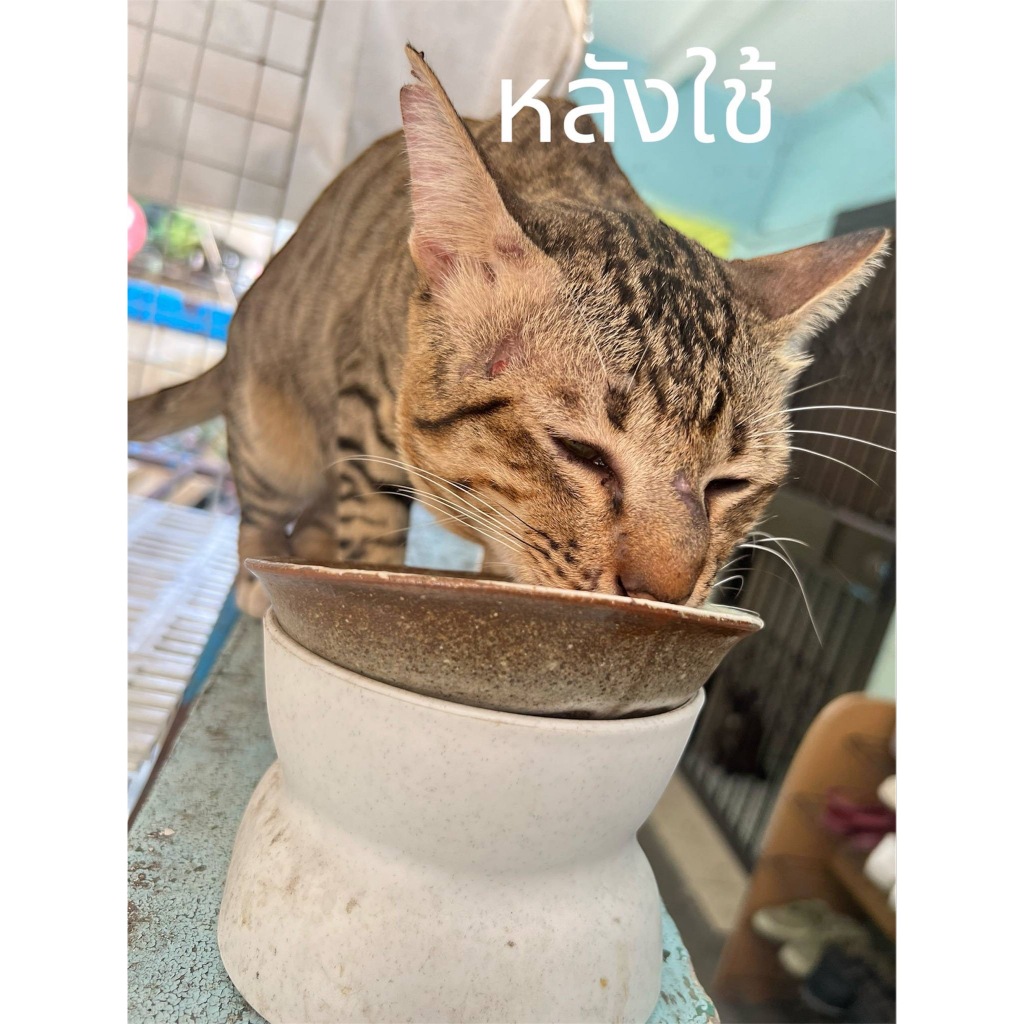 แคปซูลจากพืช ใช้ตามอาการ หมาแมว พร้อมส่ง คันแดง - รูปที่ 3