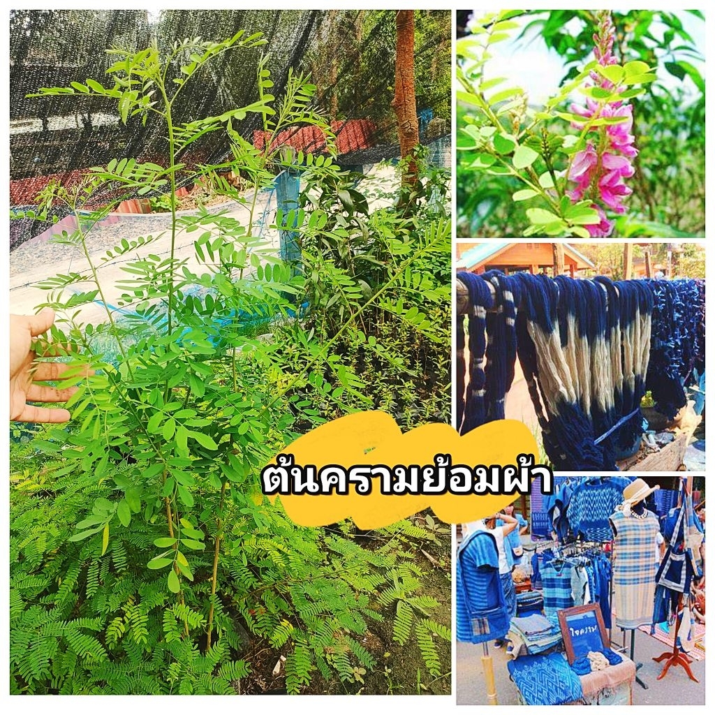 ต้นคราม ครามย้อมผ้า สมุนไพรพื้นบ้าน ต้นเพาะเมล็ดชำถุงพร้อมปลูก สินค้าเสียหายยินดีเคลมฟรี