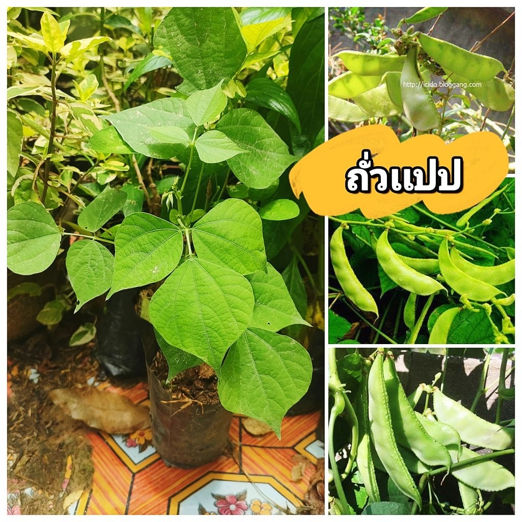 ต้นถั่วเเปปเขียว ถั่วแปปหูช้าง ถั่วประกอบอาหารได้หลากหลายเมนู ต้นชำถุงพร้อมปลูก สินค้าเสียหายยินดีเคลมฟรี