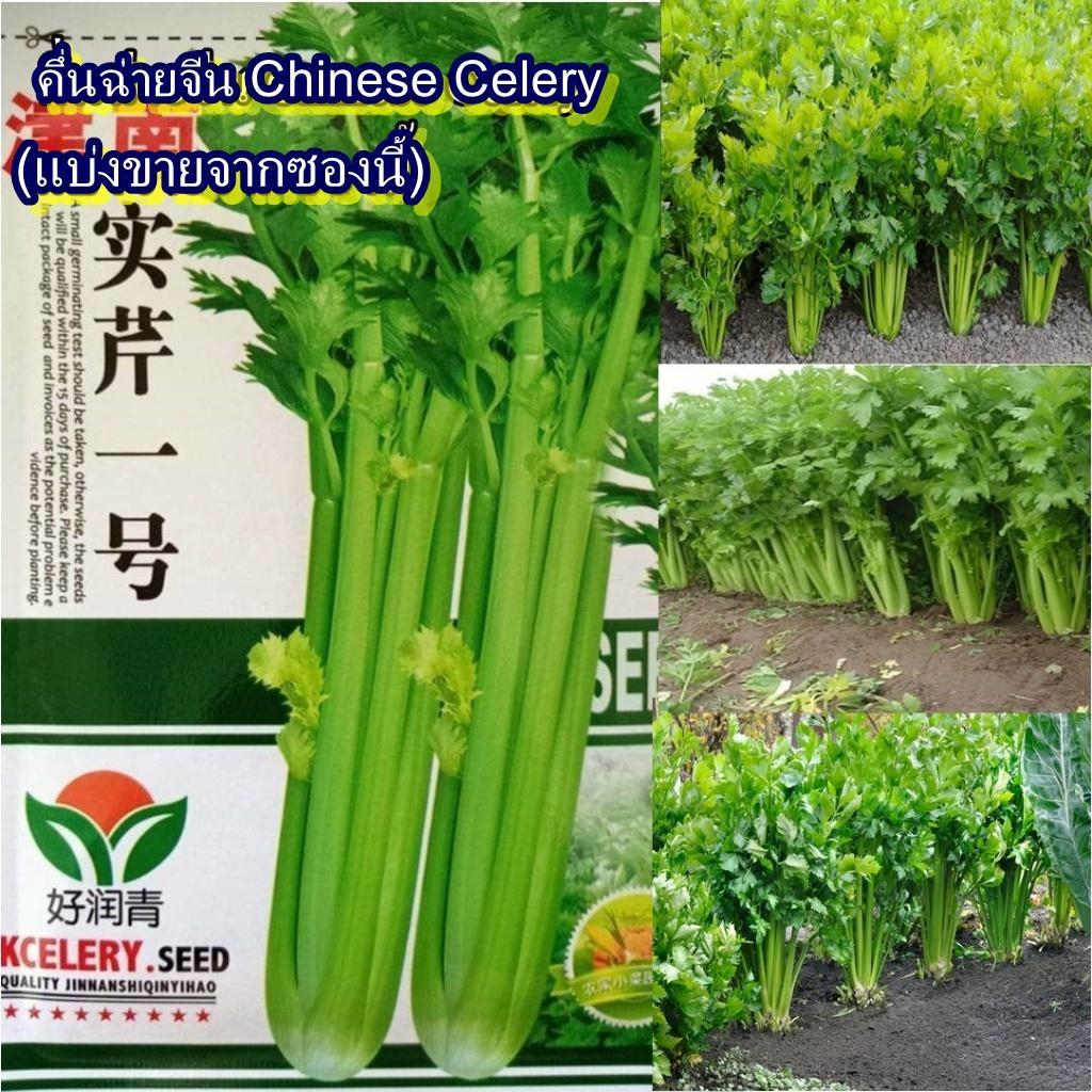 1,200+ เมล็ด เมล็ดคึ่นฉ่ายจีน Chinese Celery (อัตรางอก 70% มีกลิ่นหอมเฉพาะตัว รสชาติดี กรอบ อร่อย ลำต้นใหญ่ ก้านใหญ่)