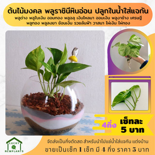 ต้นไม้มงคล ต้นไม้จิ๋ว ไม้ฟอกอากาศ 5 บาท เซ็ทละ 4 กิ่ง