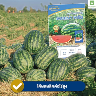 40กรัม/ซอง ซอนญ่า พลัส เมล็ดพันธุ์แตงโม เจียไต๋ ซอนย่า พลัส แตงโมซอนญ่าพลัส