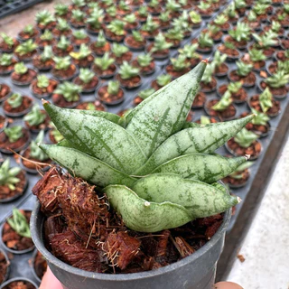 ต้นลิ้นมังกร งาช้างบอนเซลแคระ Sansevieria Boncel รากแน่นแข็งแรง