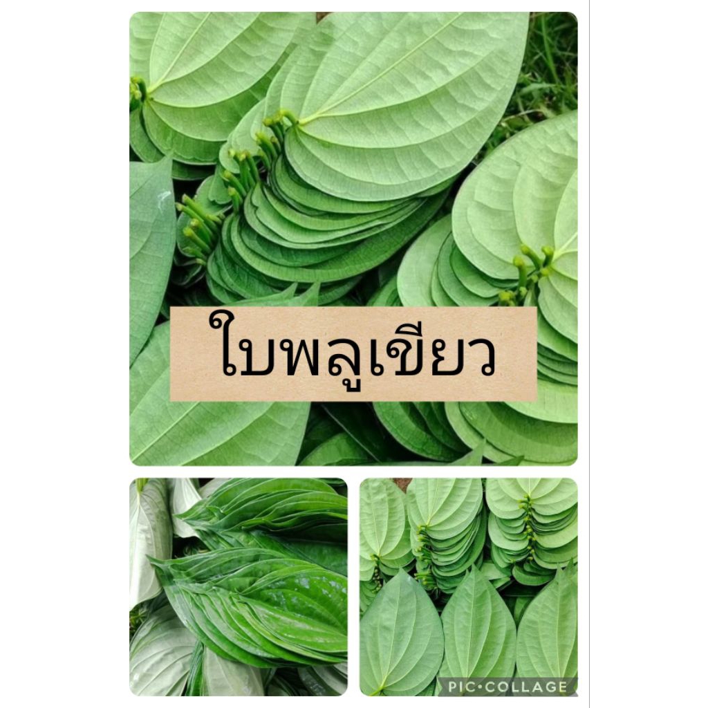 ใบพลู ใบพลูกินหมาก พลูใบเขียว100กรัม ปลอดสาร