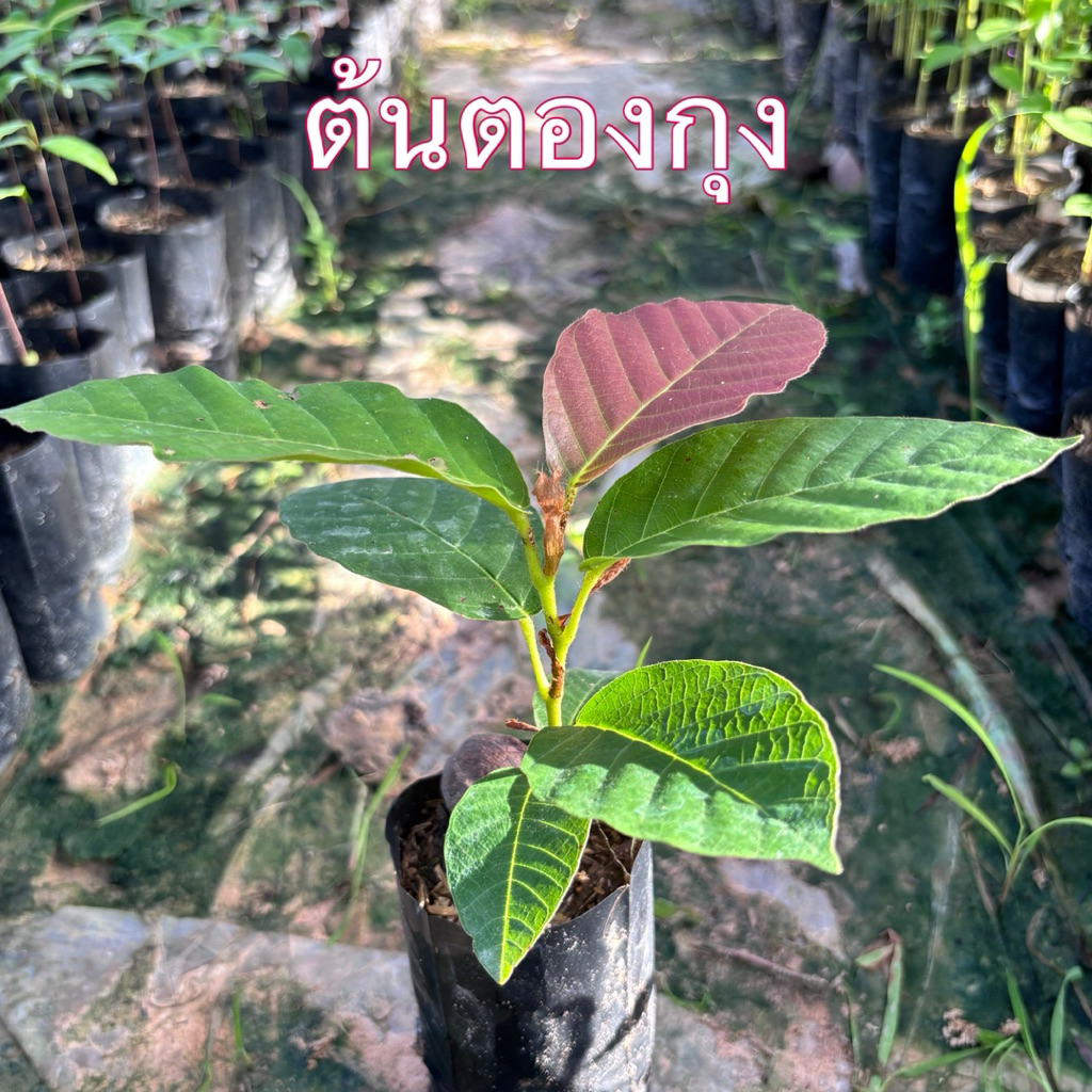 ต้นยางพลวง ตองตึง ยางกุงใบเอามาห่ออาหารแทนใบตองได้ ไม้ที่เป็นที่นิยม และหายาก ไม้เนื้อดี ไม้ป่ายืนต้นไม้เศรษฐกิจ