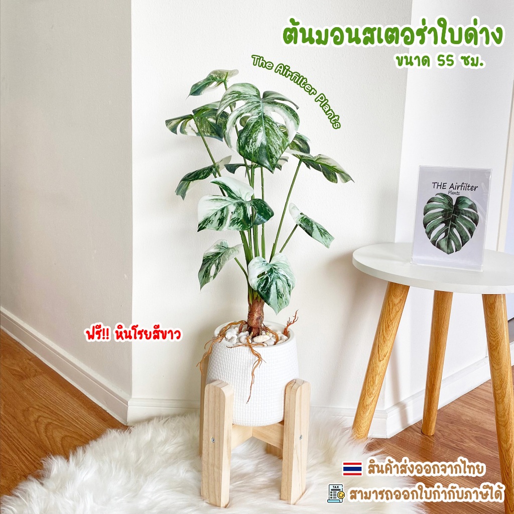 ต้นไม้ปลอม(ฟรี!!หินโรย)มอนสเตอร่าใบด่างสูง55-67ซม. ตั้งหน้าทีวี ตั้งพื้นและหัวเตียง ต้นไม้มงคล พร้อมกระถางและหินสีขาว