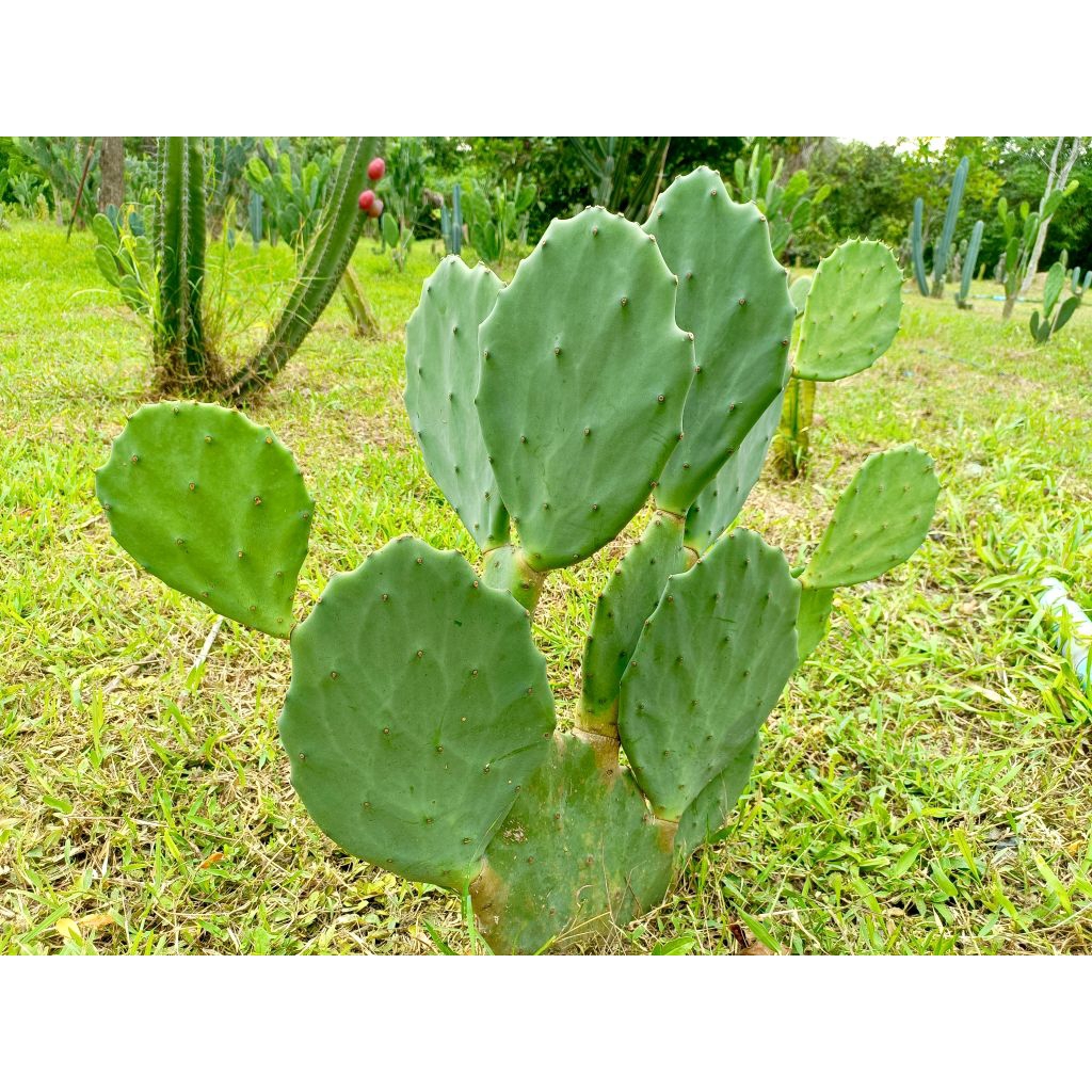 Opuntia old Mexico โอพันเทีย โอล เม็กซิโก กระบองเพชรทานผล/ใบ แพ็ดตัดสด